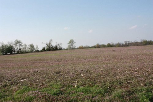 Property photo 3 - 641 Acres Offered in 16 Tracts - 545 Cropland Acres